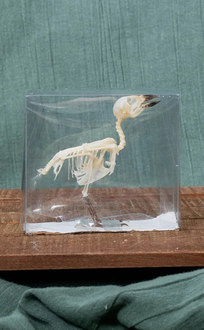 House Sparrow Articulated Bird Skeleton (Passer domesticus)