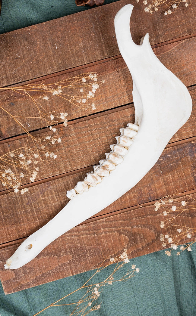 European Roe Deer Mandible Jaw Bone