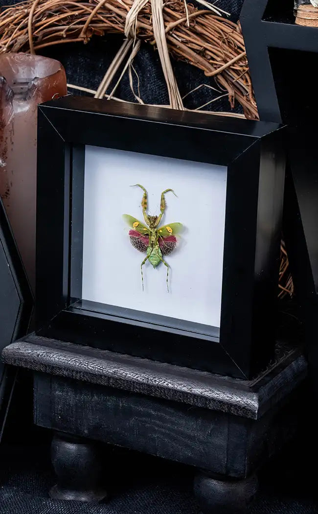 Framed Orchid Praying Mantis