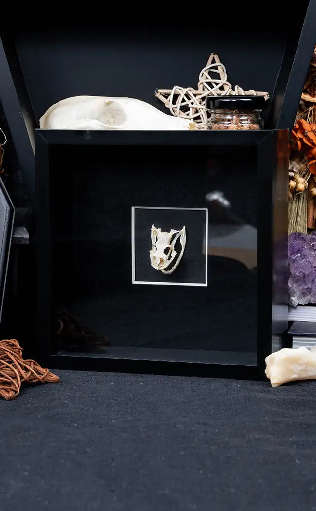 Framed Rat Snake Skull