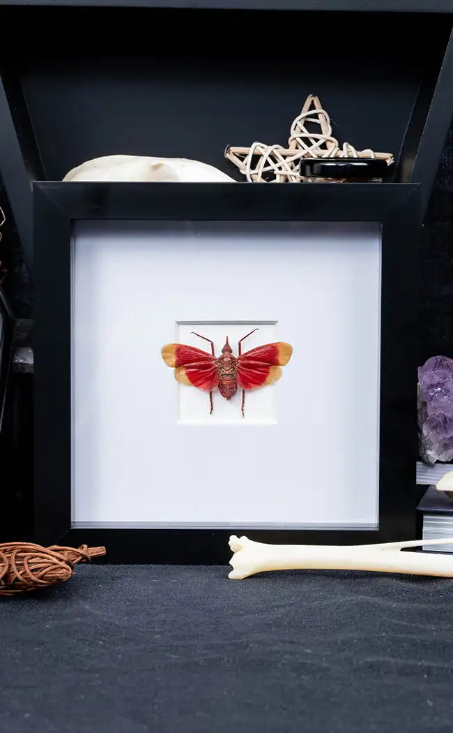 Framed Red Lanternfly