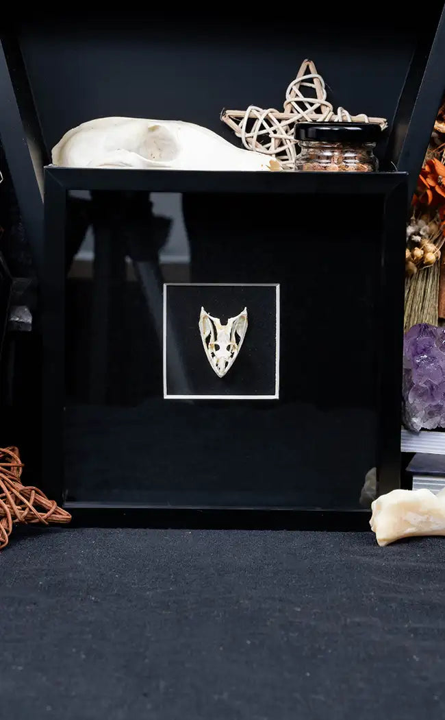 Framed Vine Snake Skull