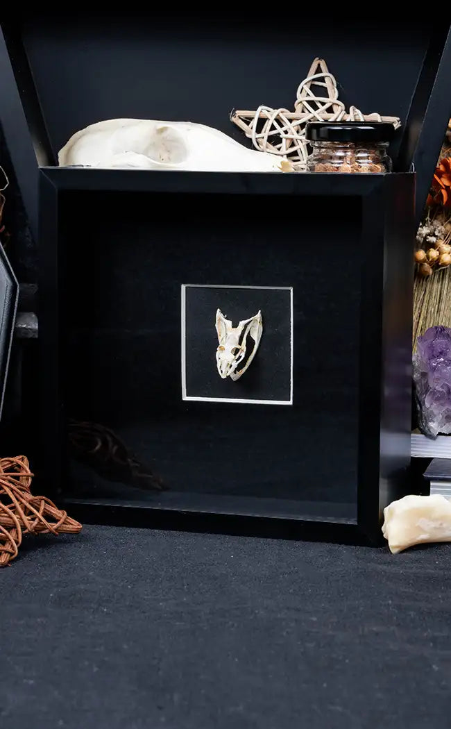 Framed Vine Snake Skull