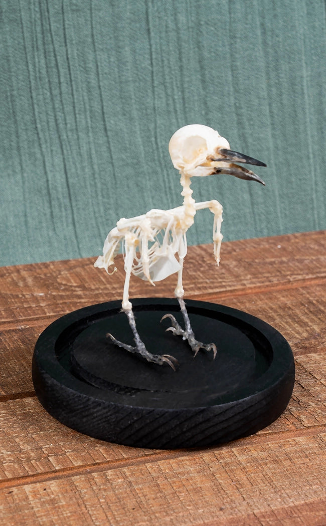 Freckle-Breasted Woodpecker Articulated Bird Skeleton