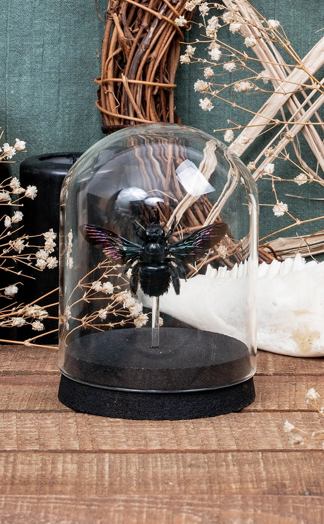 Giant Black Carpenter Bee in Glass Dome