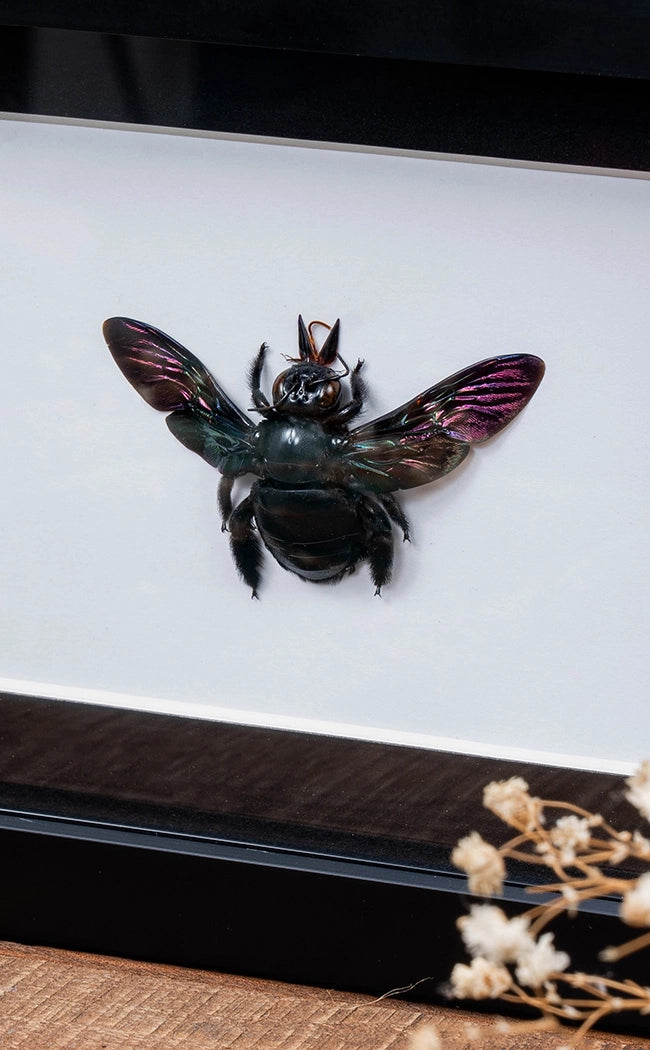 Giant Black Carpenter Bee In Shadow Box Frame