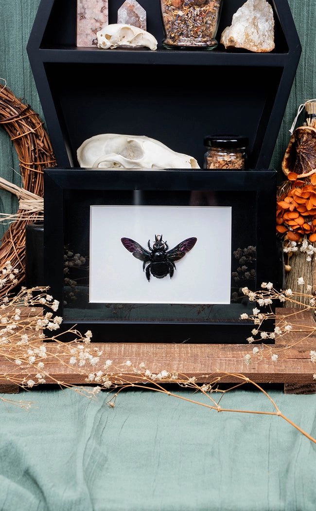 Giant Black Carpenter Bee In Shadow Box Frame