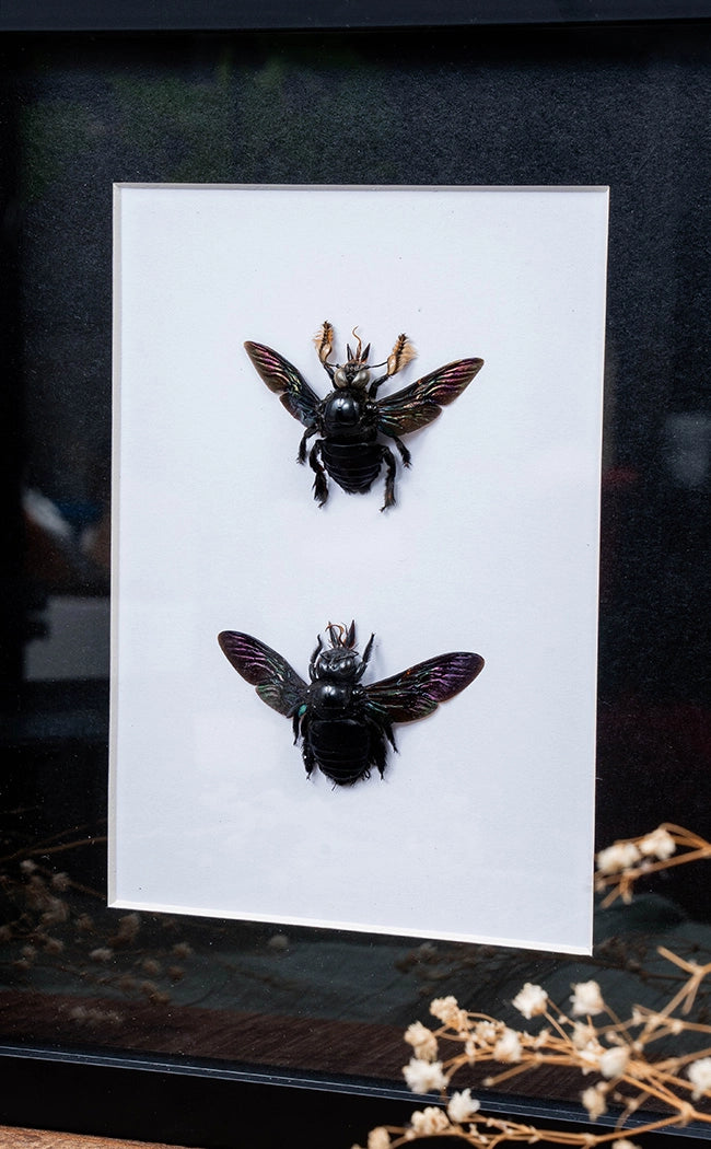 Giant Black Carpenter Bee Pair In Shadow Box Frame