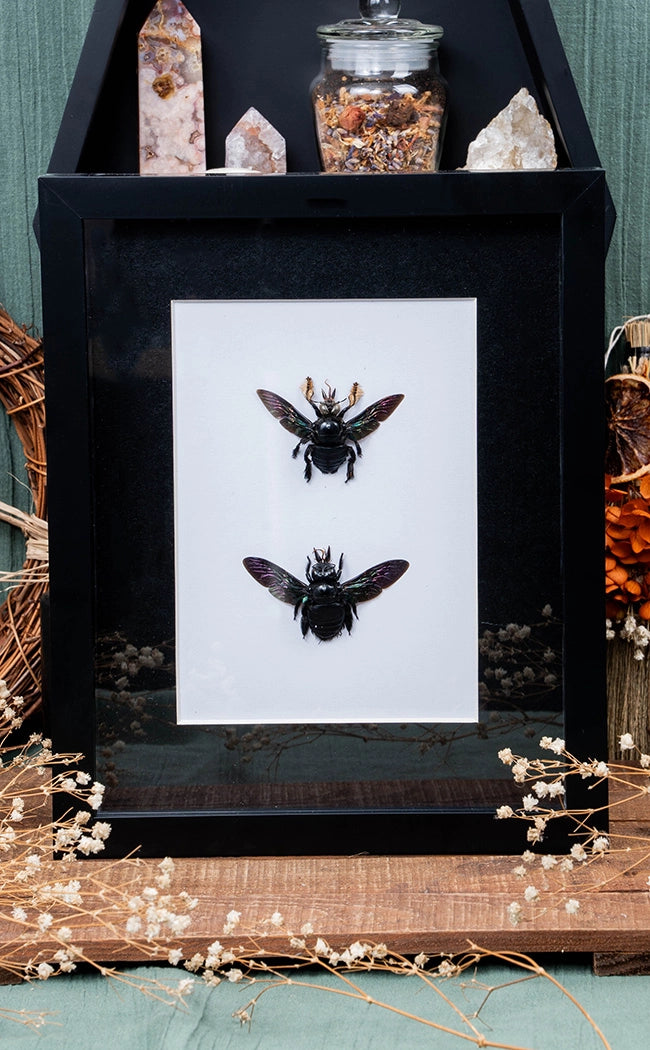 Giant Black Carpenter Bee Pair In Shadow Box Frame