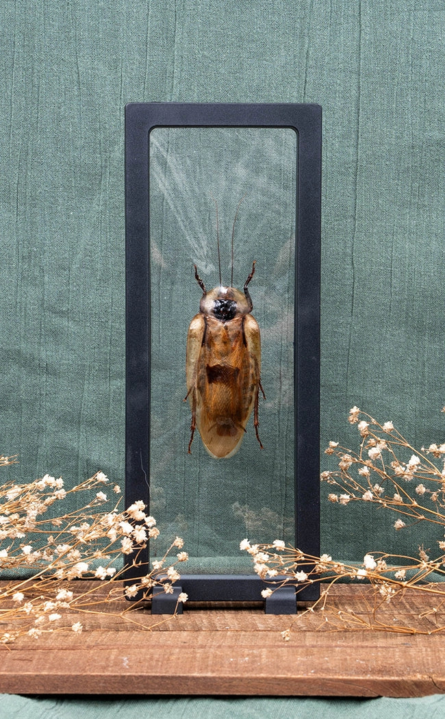 Giant Cave Cockroach in Display Case