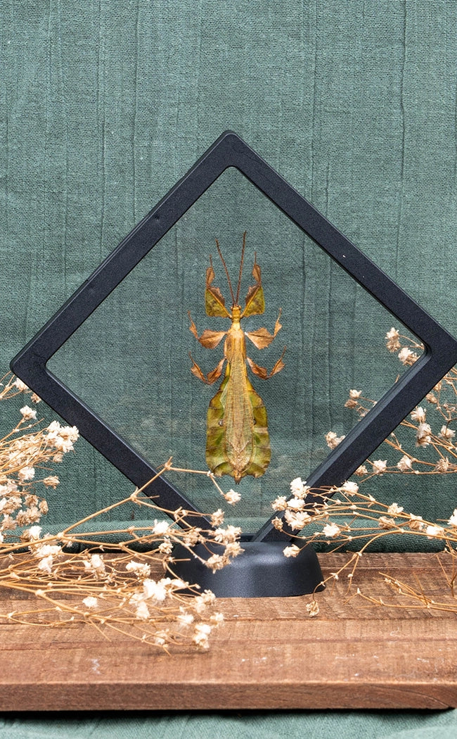 Giant Leaf Insect in Display Case