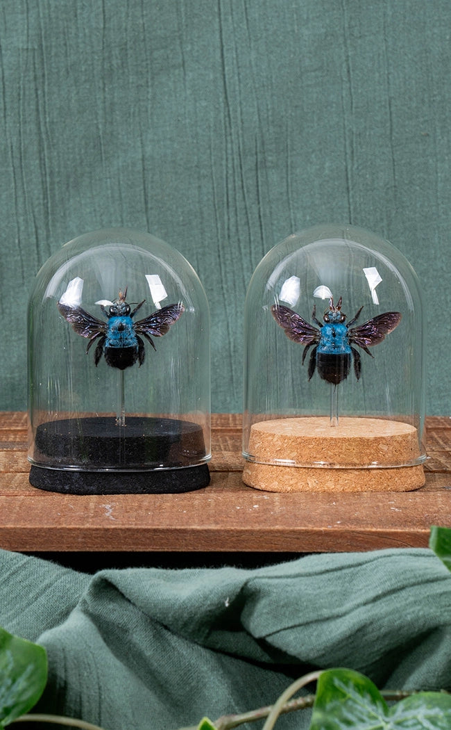 Glass Display Cloche Domes