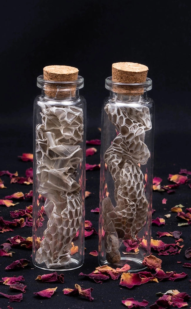 Glass Vial of Snakeskin-Oddities & Curiosities-Tragic Beautiful