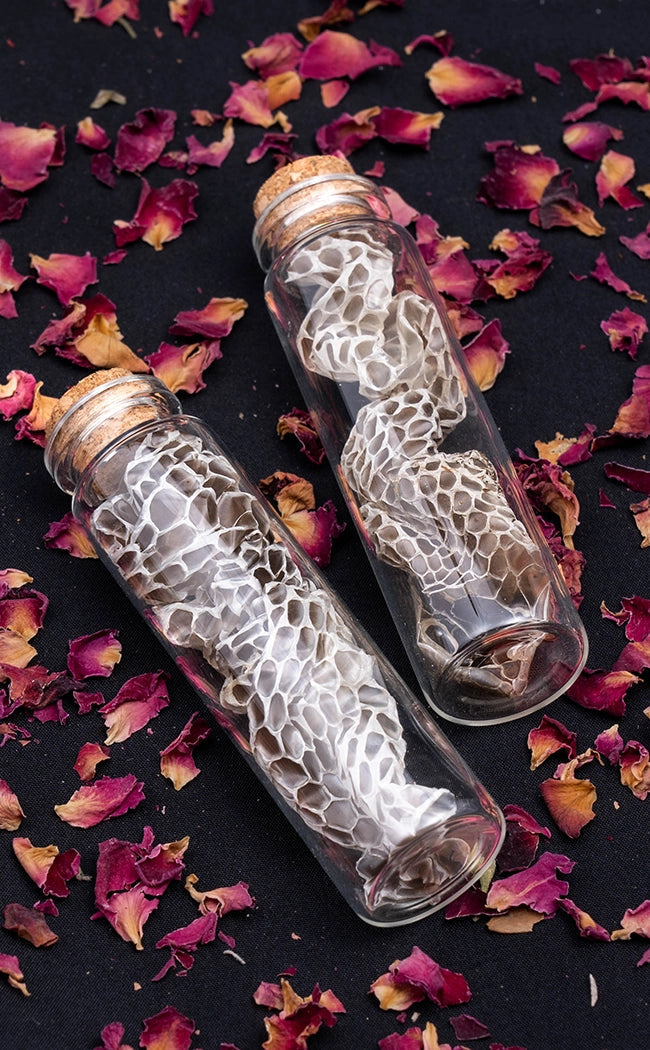 Glass Vial of Snakeskin-Oddities & Curiosities-Tragic Beautiful