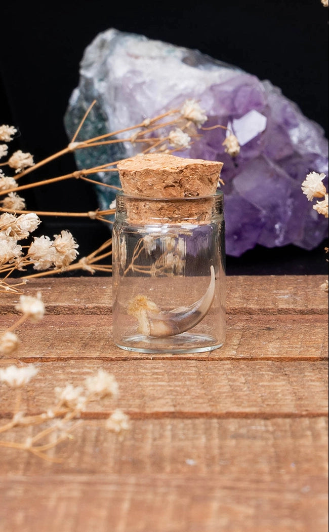 Glass Vial with Real Fox Claw