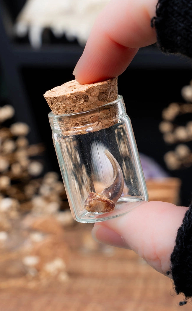 Glass Vial with Real Fox Claw