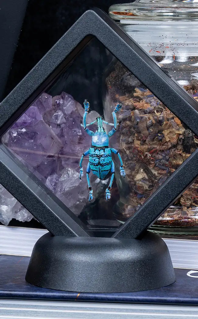 Glitter Weevil in Display Case
