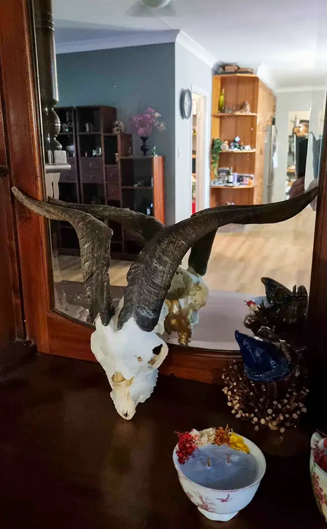 Goat Skull with Horns