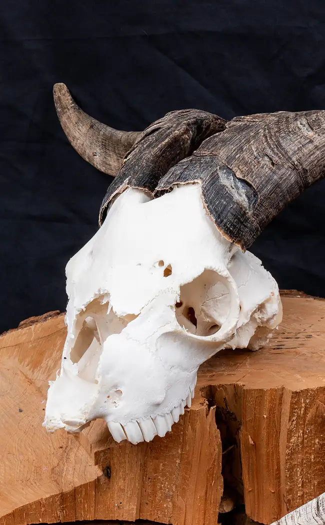 Goat Skull with Horns
