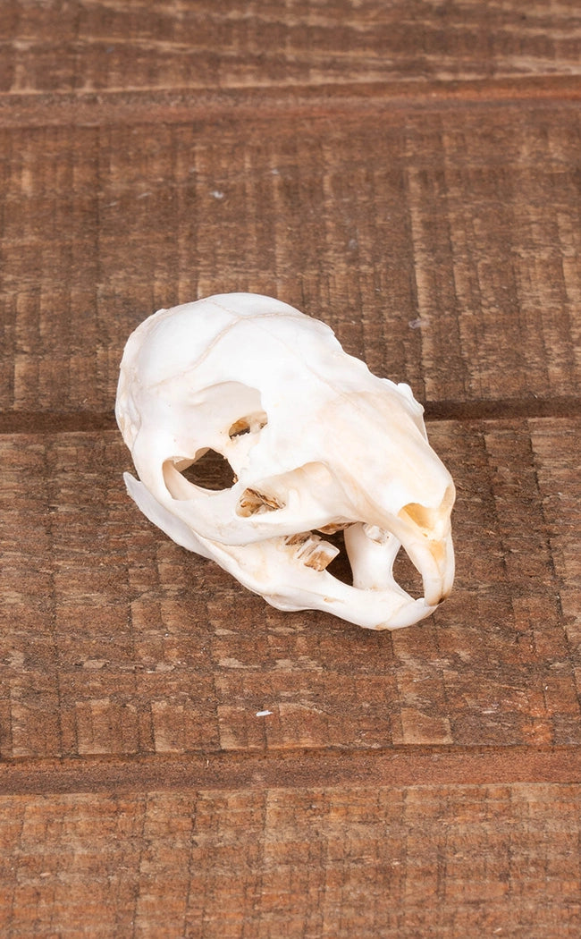 Guinea Pig Skull | Cavia porcellus
