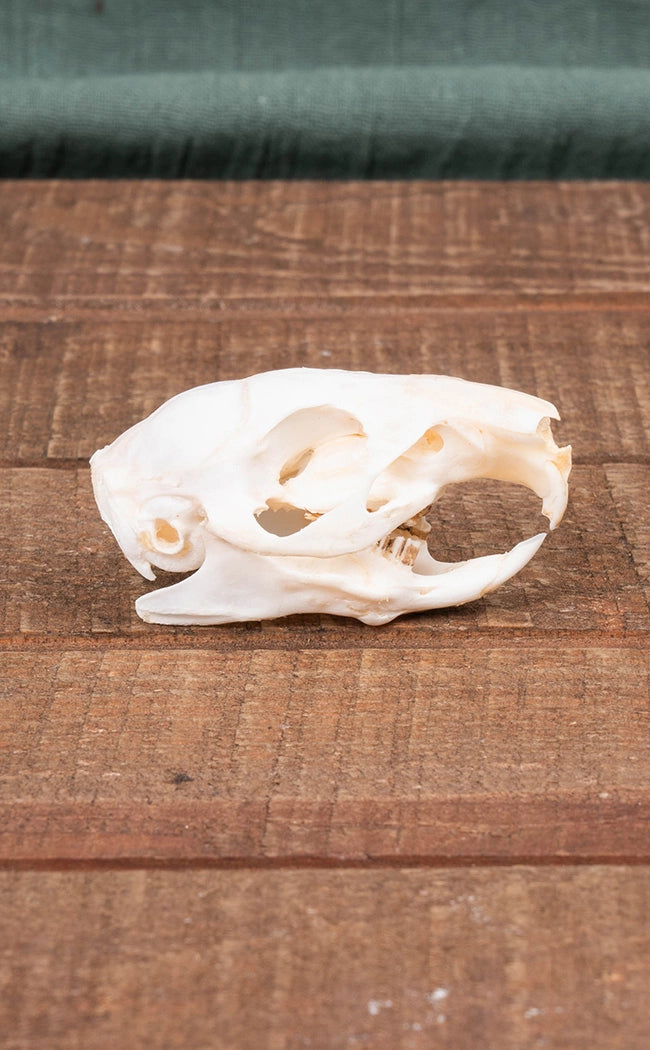 Guinea Pig Skull | Cavia porcellus