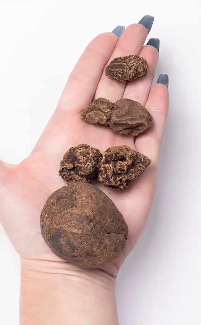 CROV Hoge John Conqueror Root 200g | Geheel | Hoge John Root Wierook | Verhoogt uithoudingsvermogen CROV Hoge John Conqueror Root 200g | Geheel | Hoge John Root Wierook | Verhoogt uithoudingsvermogen