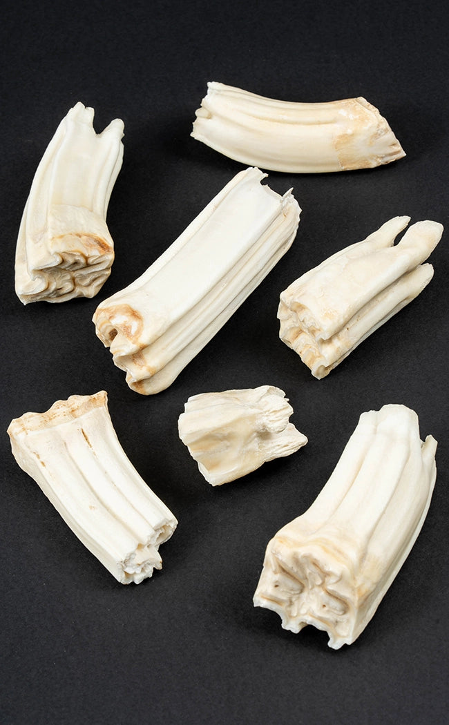 Horse Teeth In Dome
