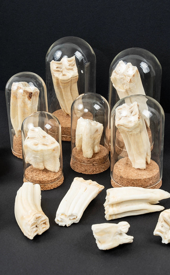 Horse Teeth