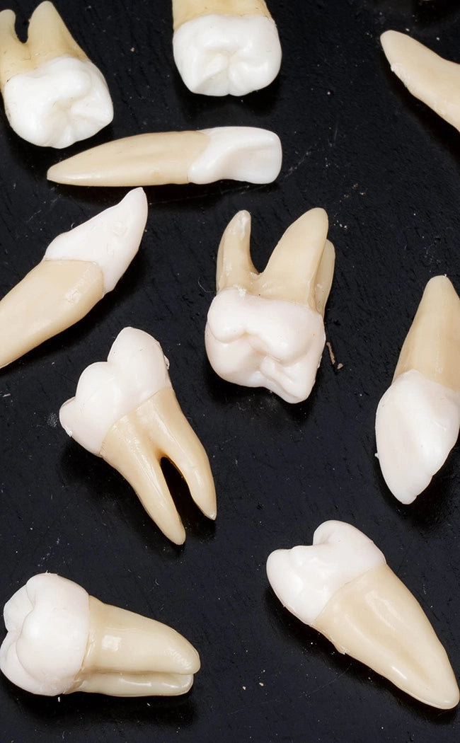 Human Tooth in Glass Dome | Replica