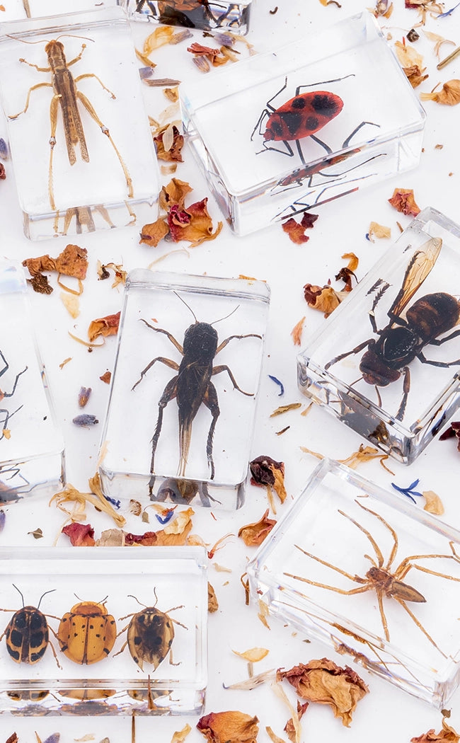 Insects in Resin Curiosity-Oddities & Curiosities-Tragic Beautiful