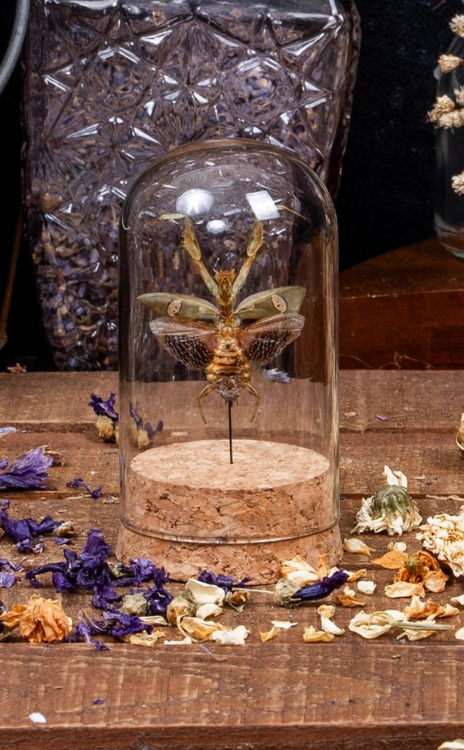 Jewelled Flower Praying Mantis in Glass Display Dome