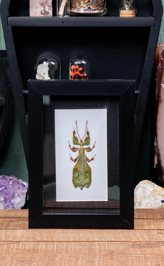 Leaf Insect in Shadow Box Frame