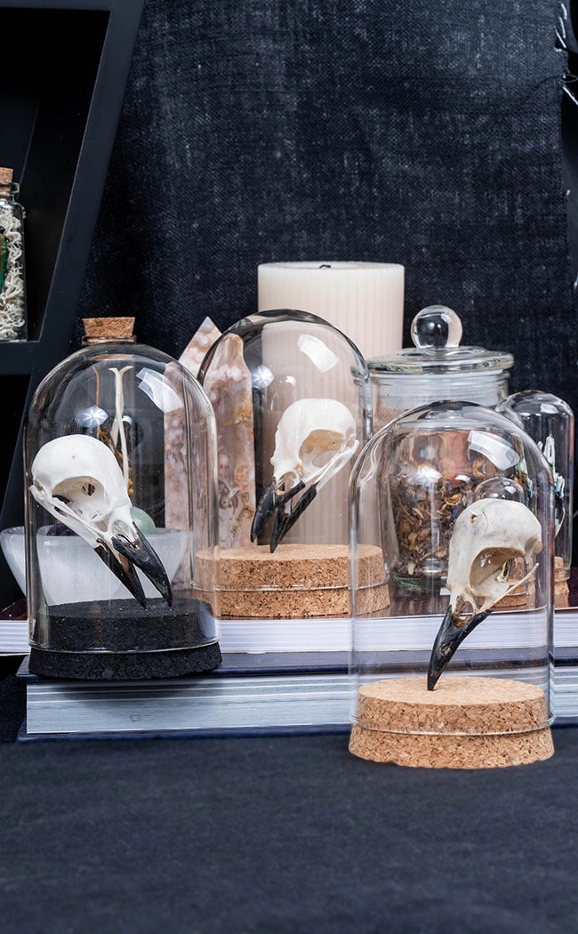 Magpie Skull in Glass Dome