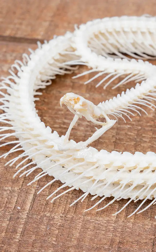 Malayan Krait Complete Coiled Snake Skeleton