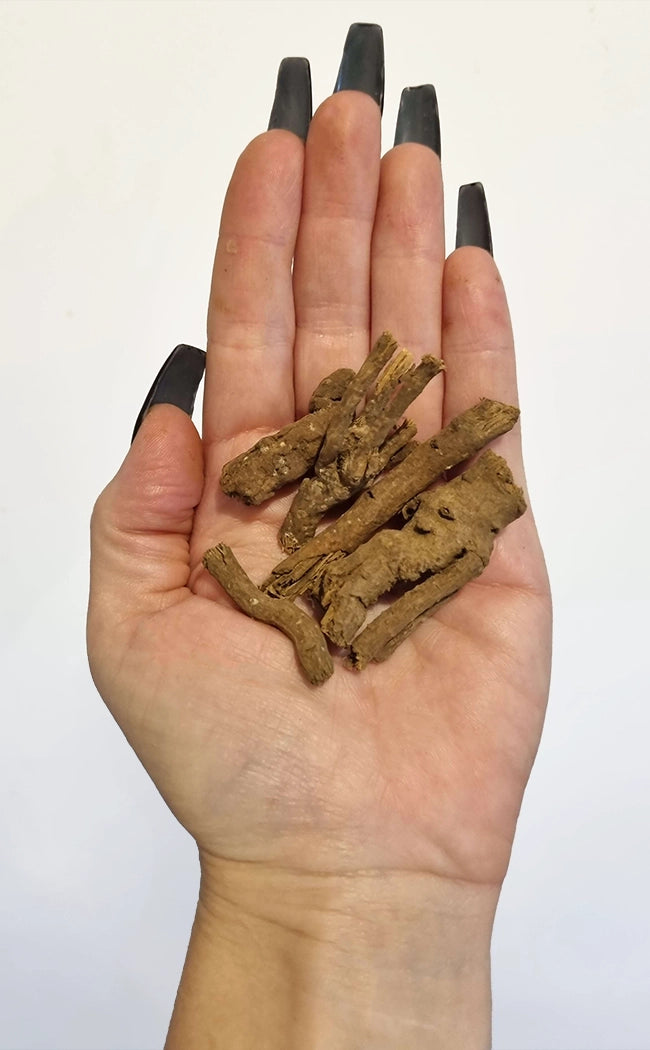 Master Root | Masterwort Pieces | Witchcraft Herbs-Witch Herbs-Tragic Beautiful