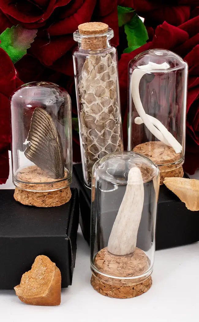 Oddities Curiosity Box | Small-Oddities & Curiosities-Tragic Beautiful