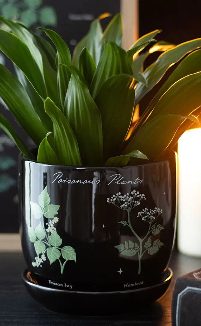 Poisonous Plants Plant Pot