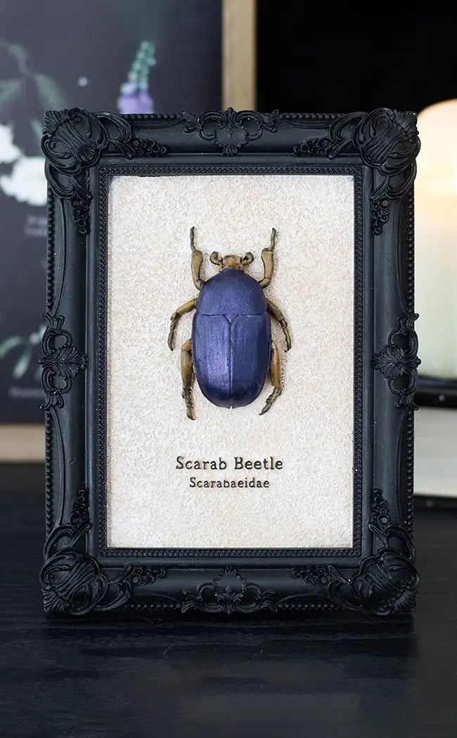 Resin Scarab Beetle in Vintage Frame