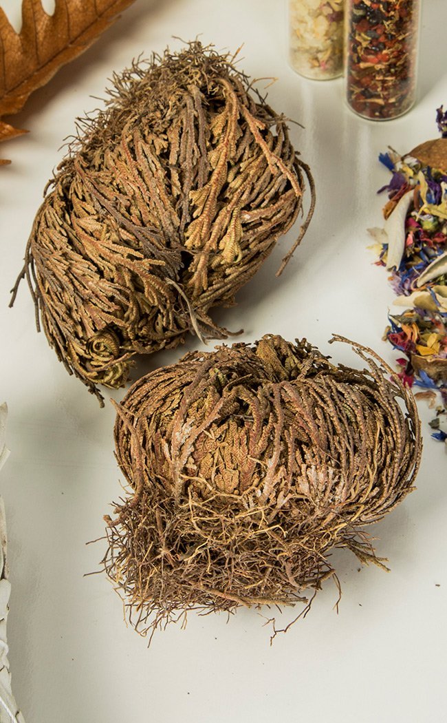 Rose of Jericho-Incense-Tragic Beautiful