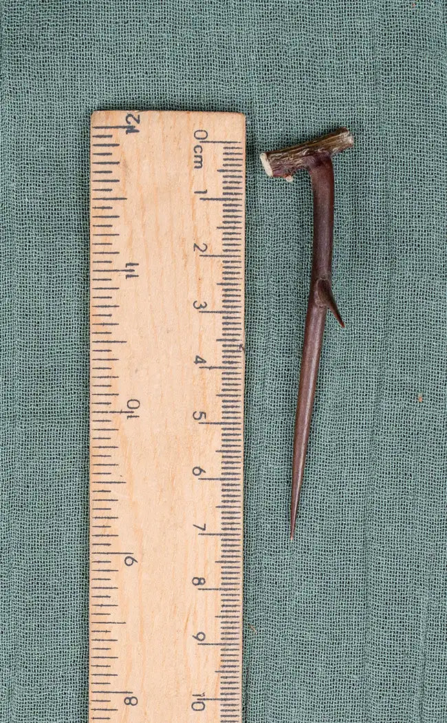 Sacred Hawthorn Thorns | Witchcraft Herbs