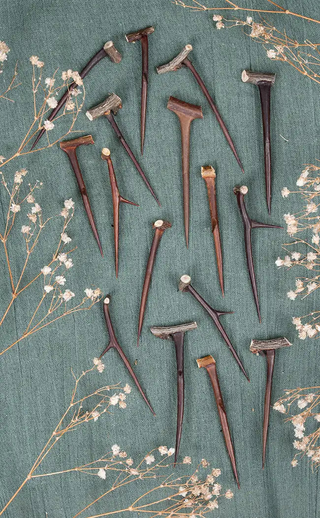 Sacred Hawthorn Thorns | Witchcraft Herbs
