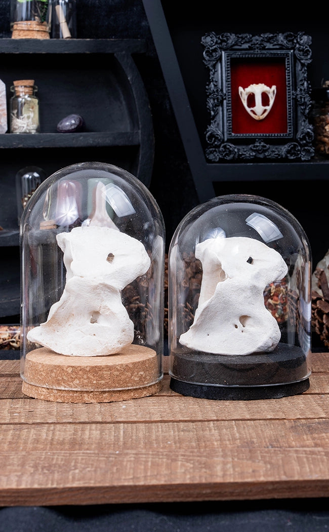 Sheep & Goat Atlas Vertebrae