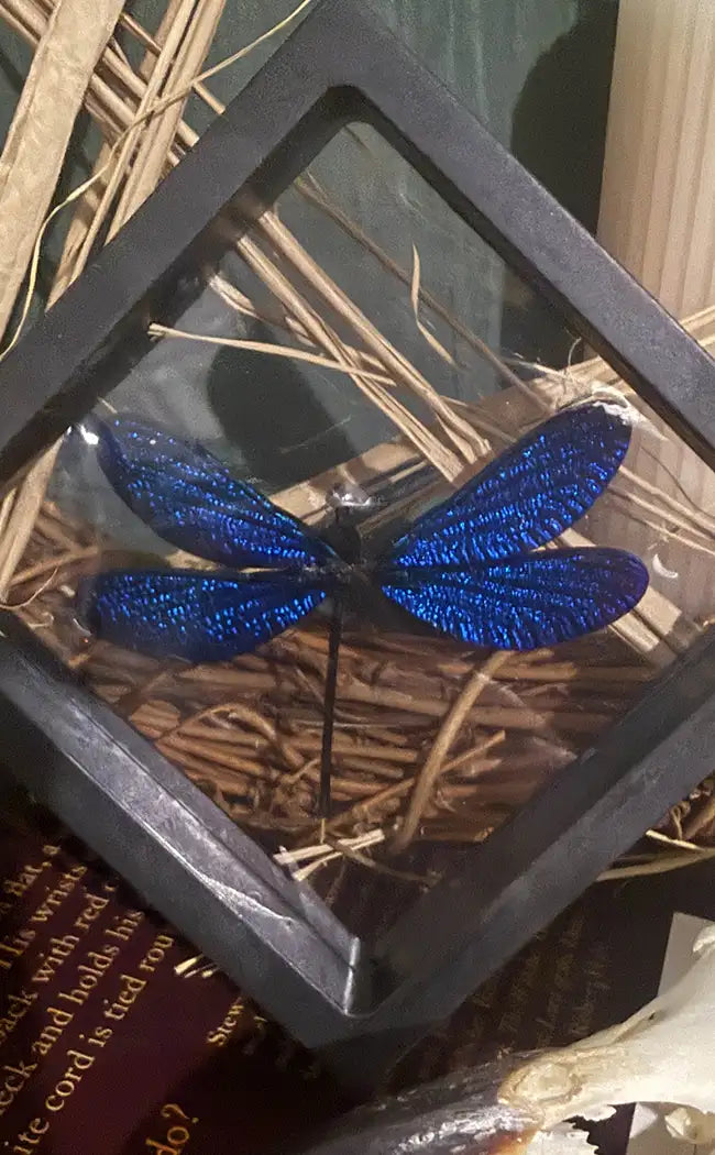 Sparkly Sapphire Blue Dragonfly Specimen