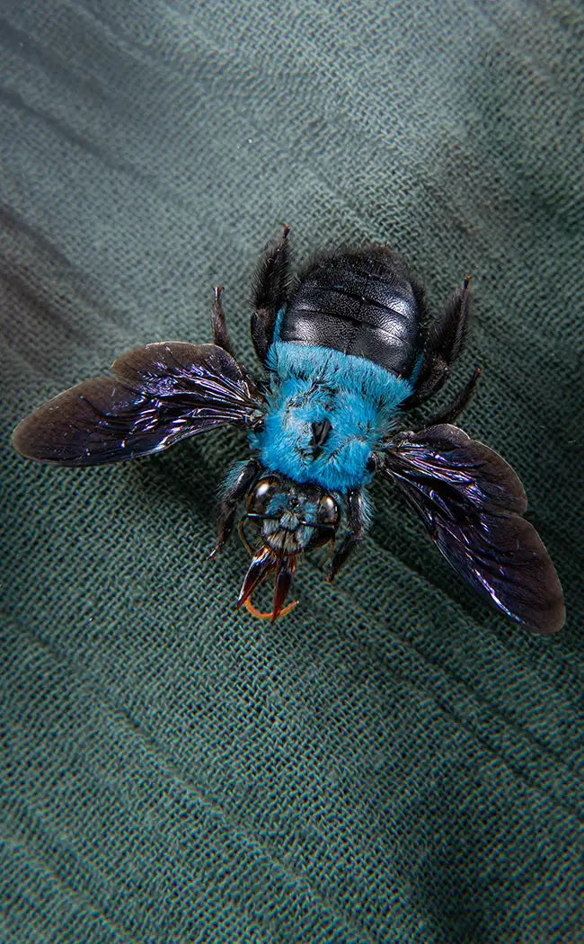 Specimen | Blue Carpenter Bees (Xylocopa caerulea)