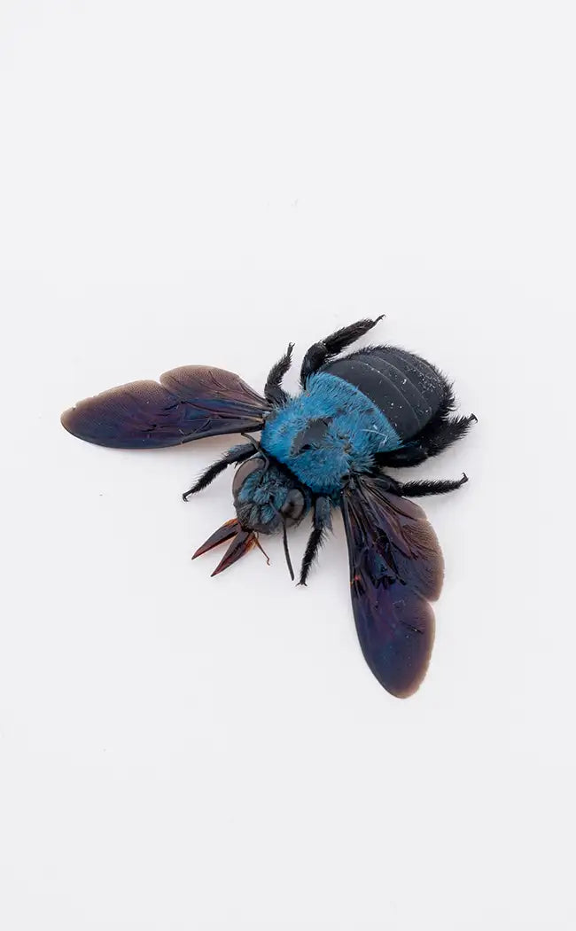 Specimen | Blue Carpenter Bees (Xylocopa caerulea)