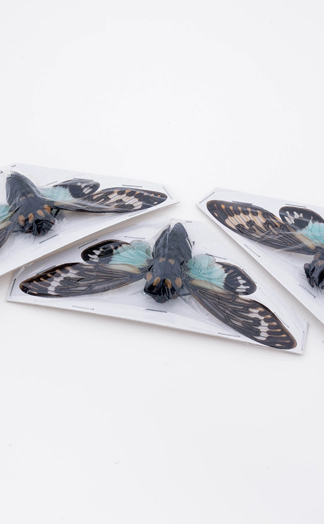 Specimen | Blue Cicada (Toseana splendida)