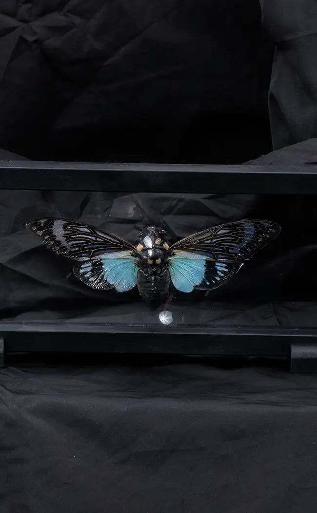 Specimen | Blue Cicada (Toseana splendida)