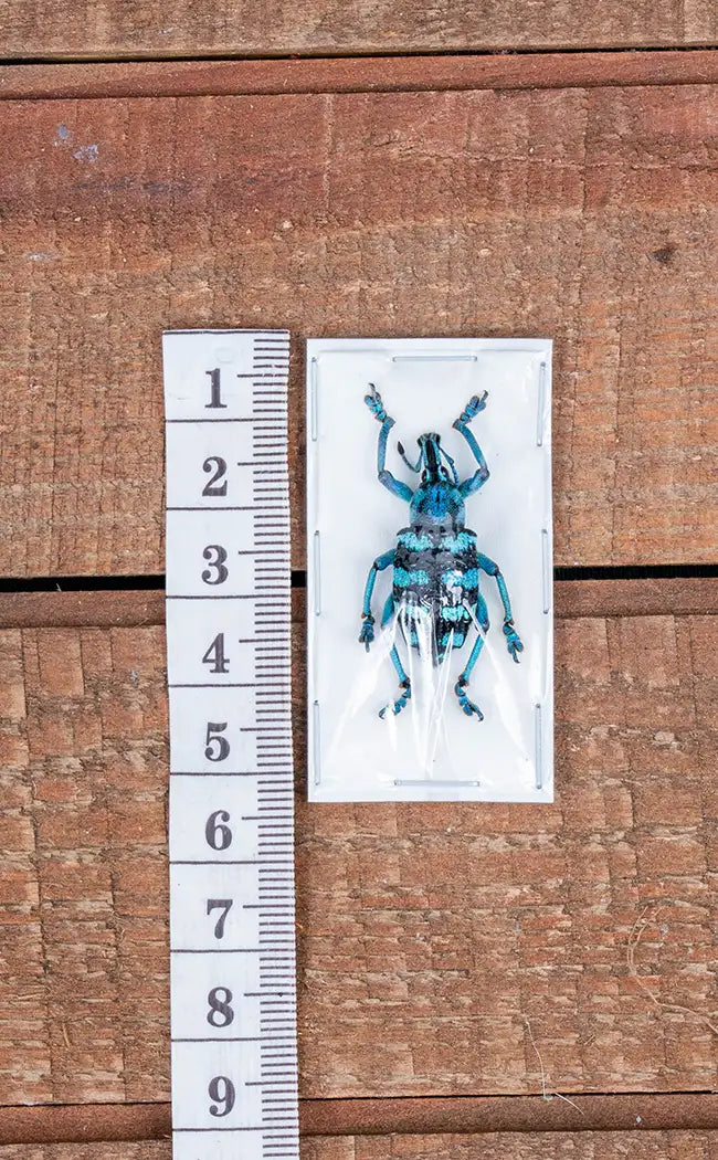 Specimen | Blue Striped Weevil