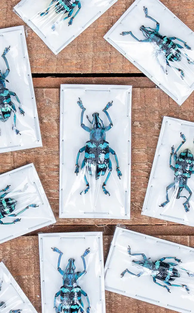 Specimen | Blue Striped Weevil