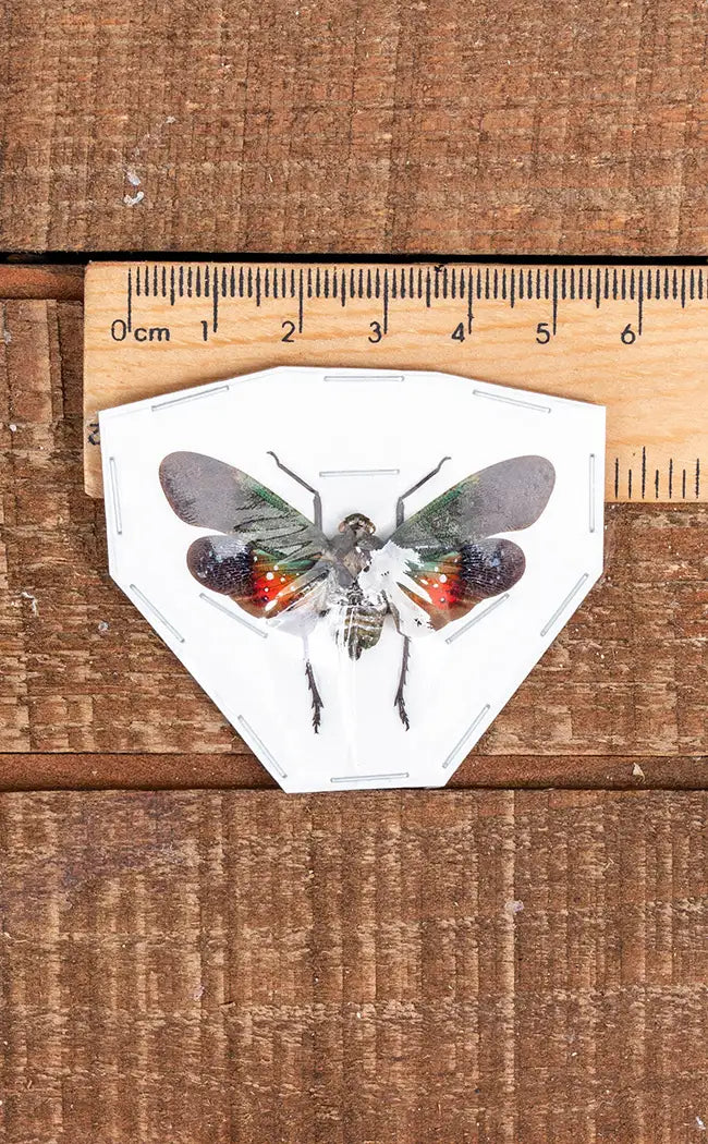Specimen | Colourful Lanternfly